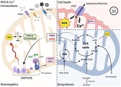 Mitochondrial Function and Dysfunction in Dilated Cardiomyopathy